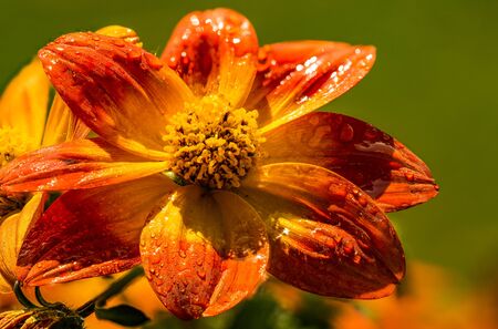 Beautiful orange flower in spring with green natural background wet from rain. Detailed macro photography.の写真素材