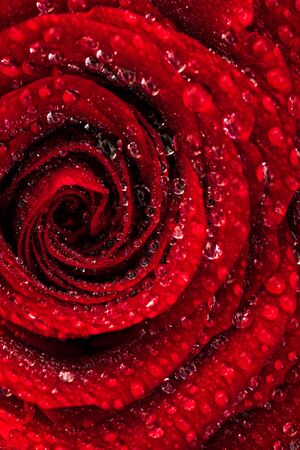 A close up macro shot of a wet red rose in natural sun covered with water drops. Floral backgroundの写真素材