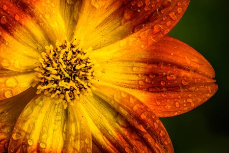 Beautiful orange flower in spring with green natural background wet from rain. Detailed macro photography.の写真素材