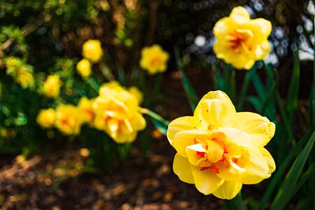 Yellow Daffodil Narcissus flowers outdors in spring. Nature flowers background with selective focus.の写真素材