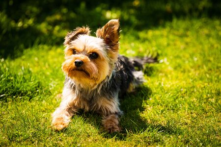 Cute Yorkshire Terrier dog portrait lying in the grass on sunny day copy space backgroundの写真素材