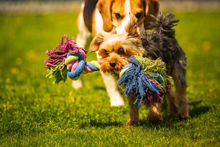 Cute Yorkshire Terrier dog and beagle dog chese each other in backyard. Running and jumping with toy towards camera.の写真素材