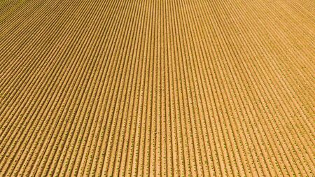 Plowed field in rural area. Landscape of agricultural fields of potatos in spring. Aerial viewの写真素材