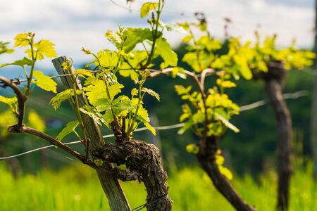 Crops of grape plants cultivated for wine. Spring time in Austrian vineyards. South Styria tourist spot, wine country places to seeの写真素材