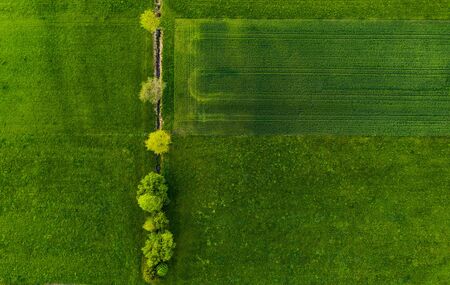 Row of trees among irrigation channel in a field. Aerial top viewの写真素材