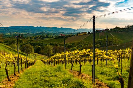 View from famous wine street in south styria, Austria on tuscany like vineyard hills. Tourist destinationの写真素材