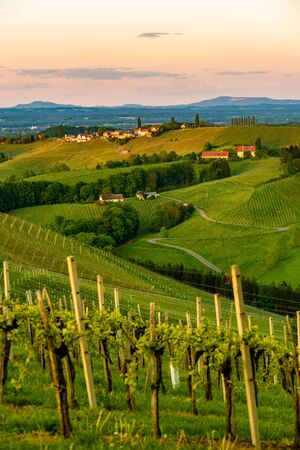 South styria vineyards landscape, near Gamlitz, Austria, Europe. Grape hills view from wine road in spring.の写真素材