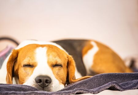 Hound Beagle dog sleeping outdoors on a garden sofa.の写真素材