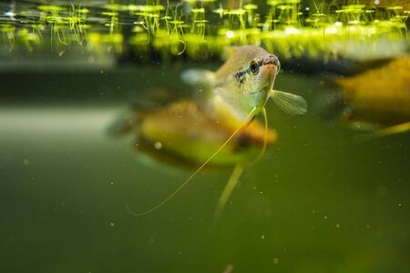 Pearl gourami Trichopodus leerii freshwater aquarium fish in fish tank. Aquaria concept