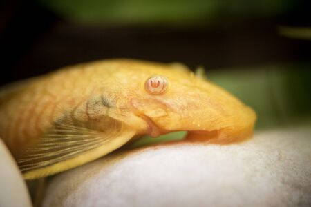 Golden Ancistrus pleco catfish Male albino Bristle-nose tropical freshwater aquarium fish. Albino algae eater. close up selective focus.の写真素材