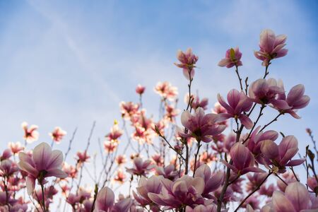 Pink magnolia flower on a tree abainst blue sky backgroundの写真素材