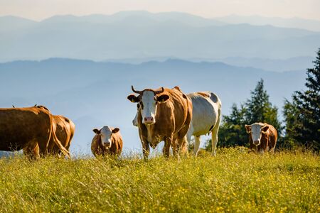 Cows on a meadow in Alps Austria. Schockl mountain above Graz place to visit. Cattle graze in...