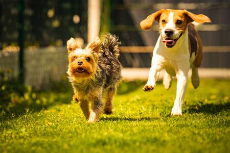 Cute Yorkshire Terrier dog and beagle dog chese each other in backyard. Running and jumping with toy towards camera.の写真素材