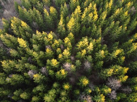 Autumn forest aerial view from above during sunset