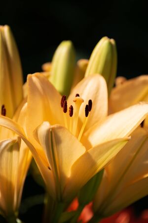 Yellow Madonna lily flower Lilium candidum with buds in nature. Background in nature. Detailed closup shoot in sun. Selective focus.の写真素材