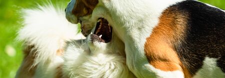 Two dogs playing together on grass. Beagle and pomeranian having lots of fun.