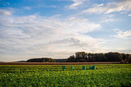 Cabbage field with boxes ready for harvest. Forest in background