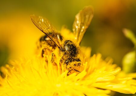 Honey bee covered with yellow pollen collecting nectar from dandelion flower. Important for environment ecology sustainability. Copy spaceの写真素材