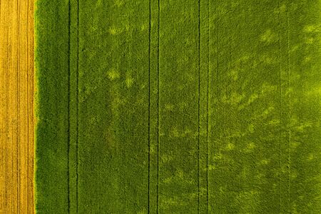 Green field in rural area. Landscape of agricultural cereal fields. Aerial view