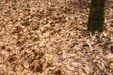 Chestnuts in covers lying under tree on brown dry leaves. Season themeの写真素材