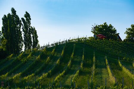 Austria Vineyards Sulztal weinstrasse south Styria tourist spot, wine country places to seeの写真素材