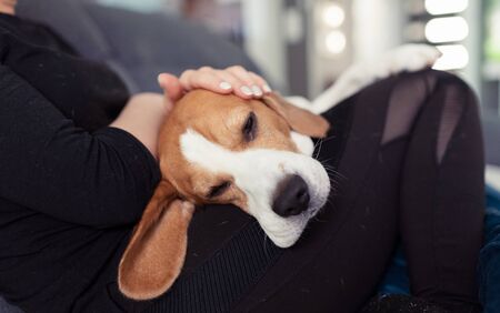 Young woman sitting on sofa and pet her beagle dog in bright room.. Pets care and love concept.の写真素材
