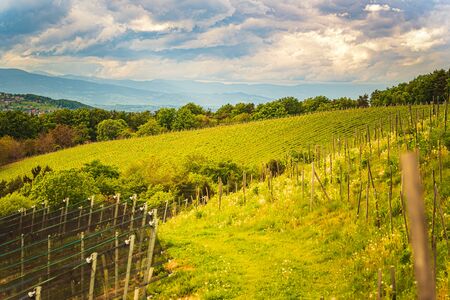 Austria vineyards in spring landscape. Leibnitz area in south Styria, wine country. Tuscany like place and famous tourist spotの写真素材