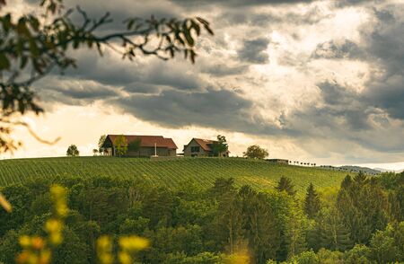 Austria vineyards in spring landscape. Leibnitz area in south Styria, wine country. Tuscany like place and famous tourist spotの写真素材