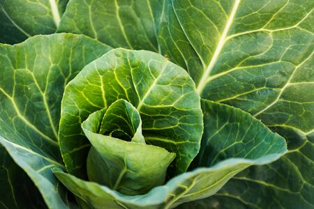 Green cabbage head closeup in nature on field. Agriculture concept background