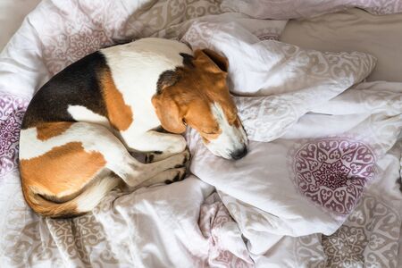 Beagle dog sneaks to his owner bed when no one watching. Dog backgroundの写真素材