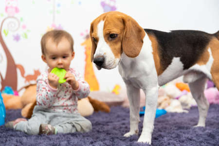 1 year old infant girl with dog in room chewing on rubber toy. pets with babys conceptの写真素材