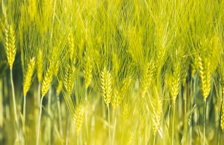 Green wheat on the field in spring. Selective focus, shallow DOF background. Pubescent rye agriculture conceptの写真素材
