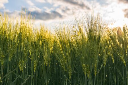 Green wheat on the field in spring. Selective focus, shallow DOF background. Pubescent rye...