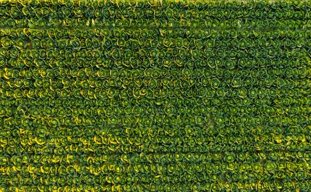 Sunset over a field of cabbage aerial view from above. Agriculture field background.