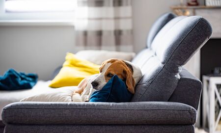 Beagle dog tired sleeps on a cozy sofa in fanny position. Dog background themeの写真素材
