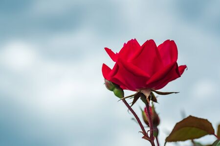 Red Rose on the Branch in the Garden. Rose on sky background.の写真素材