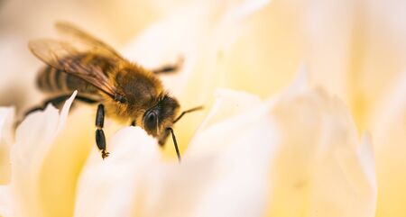 Honey Bee on bright White Yellow Peony Flower, Close Up of bee at work polinating the flower. Nature ecosystem conceptの写真素材