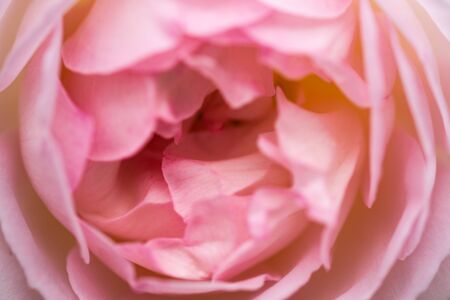 Pink Rose on the Branch in the Garden. Selective focus Rose background.の写真素材