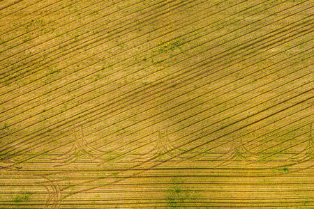 Aerial view of the countryside fields of crops young maize plants. Agriculture field