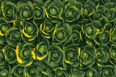 Sunset over a field of cabbage aerial view from above. Agriculture field background.の写真素材