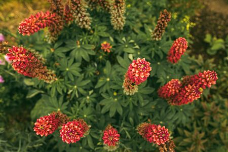 Viollet flowers in garden grate for floral background. Natural light