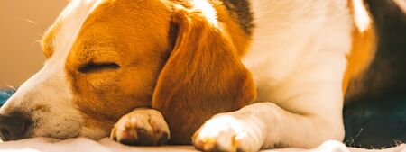 Beagle dog tired sleeps on a cozy sofa in fanny position. Dog background theme