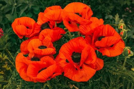Beautifull vibrant huge poppy flowers growing togheter. Poppy flower in garden concept.の写真素材
