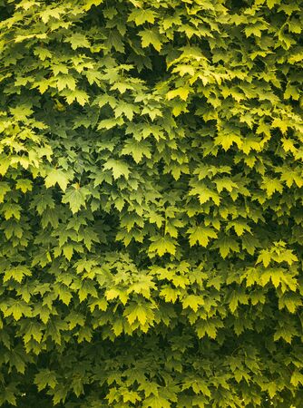 Green background of maple leaves ona tree. Beautiful natural light and vibrant green coloursの写真素材