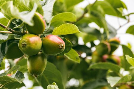 Young red apples growing in spring on a branch with green leaves. Apple court concept.