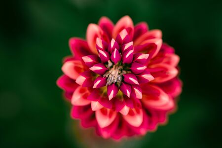 Red Lupins flower in garden, blured background. Floral background