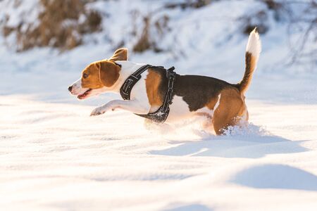 Tricolor beagle dog hound having fun in deep snow in winter. Happy dog outdoors in nature.
