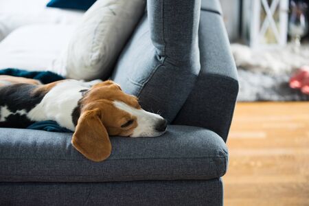 Beagle dog tired sleeps on a cozy sofa in funny position. Dog background themeの写真素材