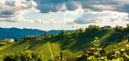 Vineyards panorama Leibnitz area famous destination wine street area south Styria on border with Slovenia. Wine country in summer. Tourist destination. Green hills and cropsの写真素材