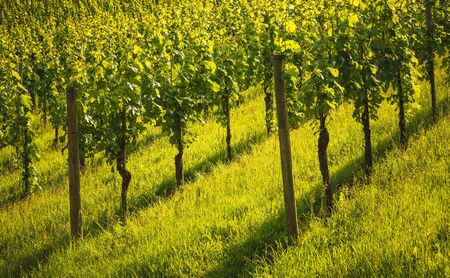 Beautiful green rows of grape plants in summer in Austria. South styria grape plantations on vineyards.の写真素材